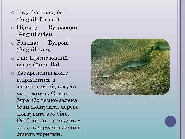  Ряд: Вугроподібні (Anguilliformes) Підряд: Вугровидні (Anguilloidei) Родина: Вугрові (Anguillidae) Рід: Прісноводний вугор (Anguilla)