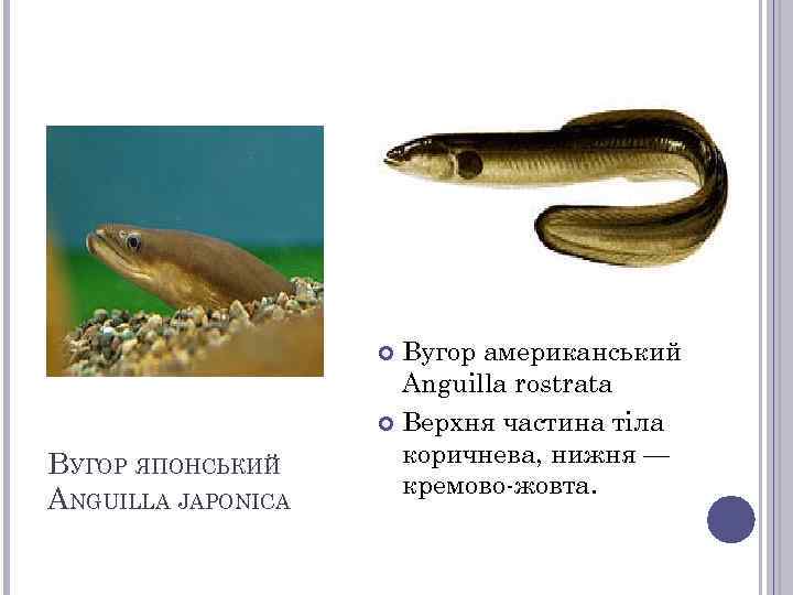 Вугор американський Anguilla rostrata Верхня частина тіла коричнева, нижня — кремово-жовта. ВУГОР ЯПОНСЬКИЙ ANGUILLA