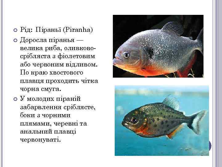  Рід: Піраньї (Piranha) Доросла піранья — велика риба, оливковосрібляста з фіолетовим або червоним