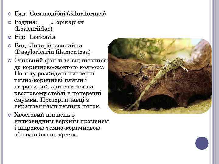  Ряд: Сомоподібні (Siluriformes) Родина: Лорікарієві (Loricariidae) Рід: Loricaria Вид: Локарія звичайна (Dasyloricaria filamentosa)