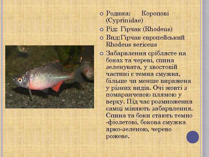  Родина: Коропові (Cyprinidae) Рід: Гірчак (Rhodeus) Вид: Гірчак європейський Rhodeus sericeus Забарвлення сріблясте