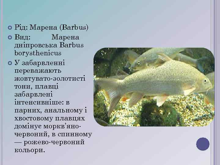 Рід: Марена (Barbus) Вид: Марена дніпровська Barbus borysthenicus У забарвленні переважають жовтувато-золотисті тони, плавці