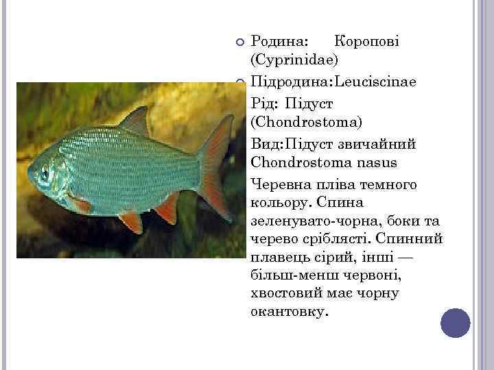  Родина: Коропові (Cyprinidae) Підродина: Leuciscinae Рід: Підуст (Chondrostoma) Вид: Підуст звичайний Chondrostoma nasus
