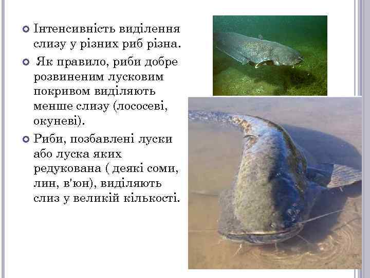 Інтенсивність виділення слизу у різних риб різна. Як правило, риби добре розвиненим лусковим покривом