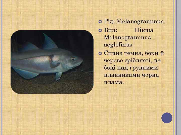 Рід: Melanogrammus Вид: Пікша Melanogrammus aeglefinus Спина темна, боки й черево сріблясті, на боці