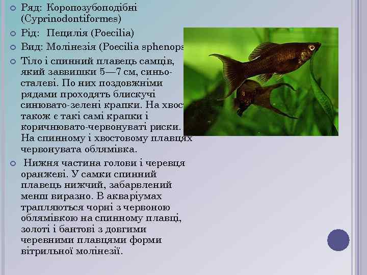  Ряд: Коропозубоподібні (Cyprinodontiformes) Рід: Пецилія (Poecilia) Вид: Молінезія (Poecilia sphenops) Тіло і спинний
