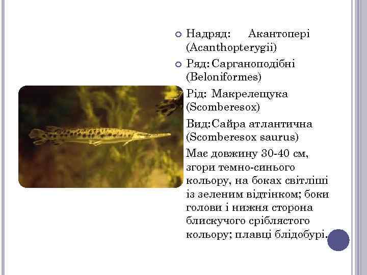  Надряд: Акантопері (Acanthopterygii) Ряд: Сарганоподібні (Beloniformes) Рід: Макрелещука (Scomberesox) Вид: Сайра атлантична (Scomberesox