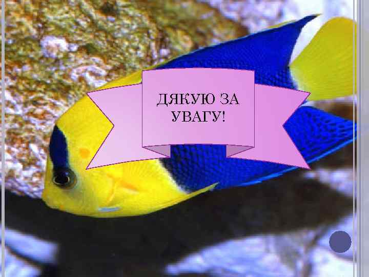 ДЯКУЮ ЗА УВАГУ! 