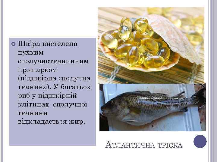  Шкіра вистелена пухким сполучнотканинним прошарком (підшкірна сполучна тканина). У багатьох риб у підшкірній