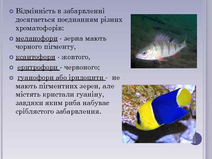 Відмінність в забарвленні досягається поєднанням різних хроматофорів: меланофори - зерна мають чорного пігменту, ксантофори