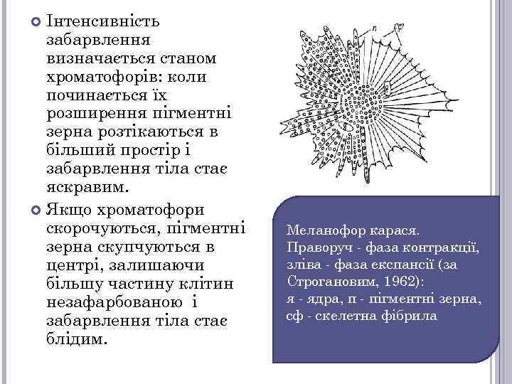 Інтенсивність забарвлення визначається станом хроматофорів: коли починається їх розширення пігментні зерна розтікаються в більший