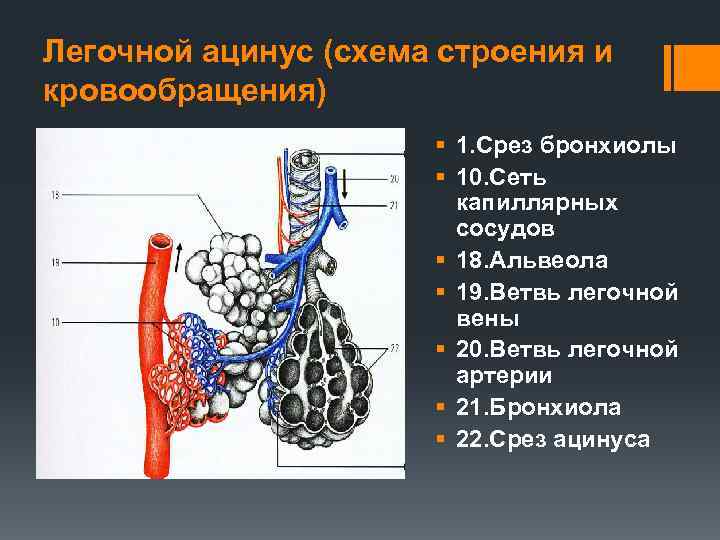 Легочной ацинус (схема строения и кровообращения) § 1. Срез бронхиолы § 10. Сеть капиллярных