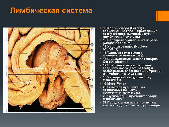 Лимбическая система § 3 Столбы свода (Fornix) и сосцевидные тела – проходящие под мозолистым