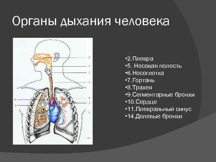 Органы дыхания человека • 2. Плевра • 5. Носовая полость • 6. Носоглотка •