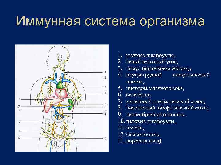 Иммунная система организма 1. 2. 3. 4. шейные лимфоузлы, левый венозный угол, тимус (вилочковая