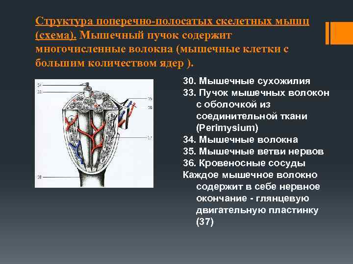 Структура поперечно-полосатых скелетных мышц (схема). Мышечный пучок содержит многочисленные волокна (мышечные клетки с большим