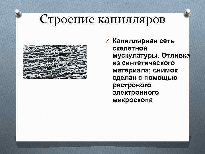 Строение капилляров O Капиллярная сеть скелетной мускулатуры. Отливка из синтетического материала; снимок сделан с