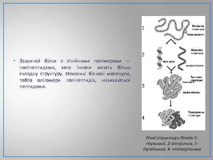  • Зазвичай білки є лінійними полімерами — поліпептидами, хоча інколи мають більш складну