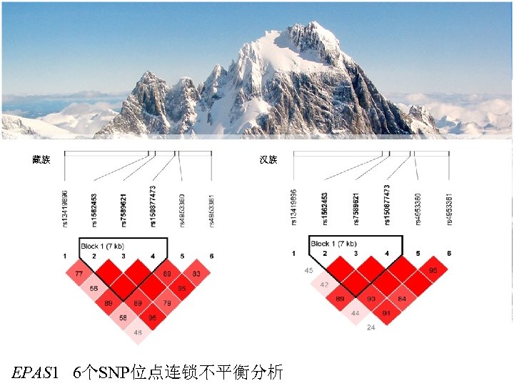 藏族 汉族 EPAS 1 6个SNP位点连锁不平衡分析 