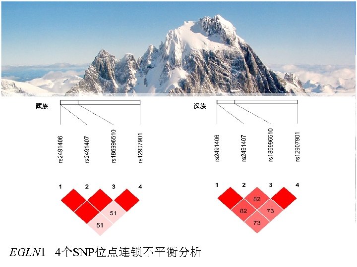 藏族 汉族 EGLN 1 4个SNP位点连锁不平衡分析 
