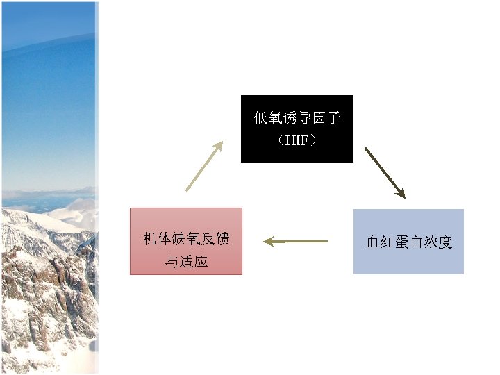 低氧诱导因子 （HIF） 机体缺氧反馈 与适应 血红蛋白浓度 