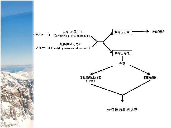 EPAS 1 内皮PAS蛋白-1 （endothelial PAS protein-1） EGLN 1 蛋白降解 脯氨酰羟化酶-2 （prolyl hydroxylase domain-2） 氧分压正常