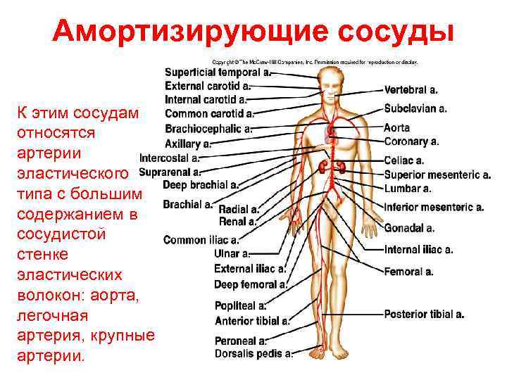 Амортизирующие сосуды К этим сосудам относятся артерии эластического типа с большим содержанием в сосудистой