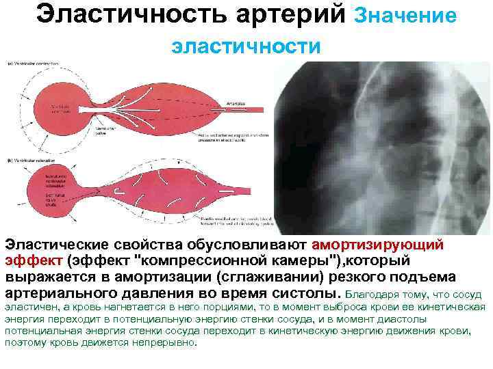 Эластичность артерий Значение эластичности Эластические свойства обусловливают амортизирующий эффект (эффект "компрессионной камеры"), который выражается