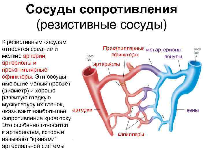 Почему расширяются сосуды. Сосуды сфинктеры (резистивные). Сосуды сфинктеры это физиология. Резистивные сосуды строение. Функции артерии и артериолы.