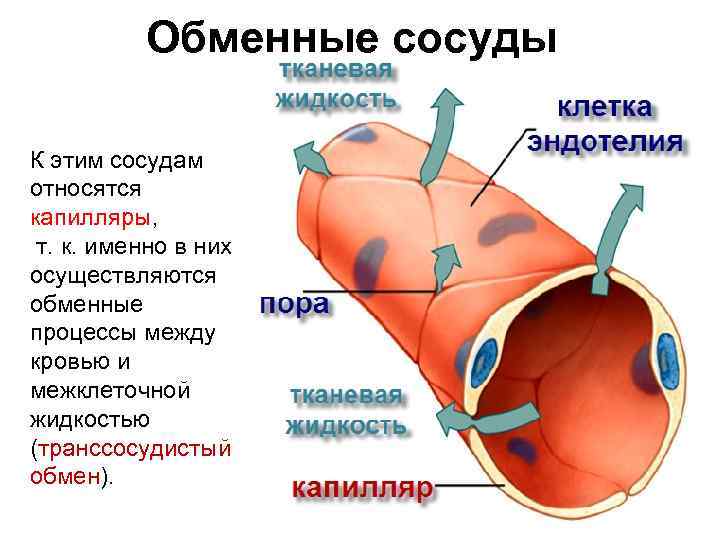 Обменные сосуды К этим сосудам относятся капилляры, т. к. именно в них осуществляются обменные