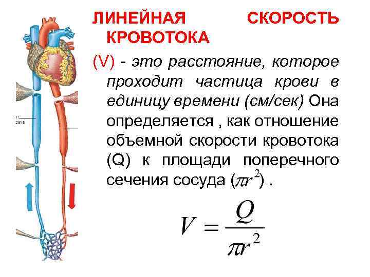 ЛИНЕЙНАЯ СКОРОСТЬ КРОВОТОКА (V) - это расстояние, которое проходит частица крови в единицу времени