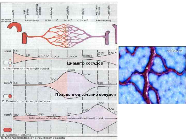 Диаметр сосудов Поперечное сечение сосудов 