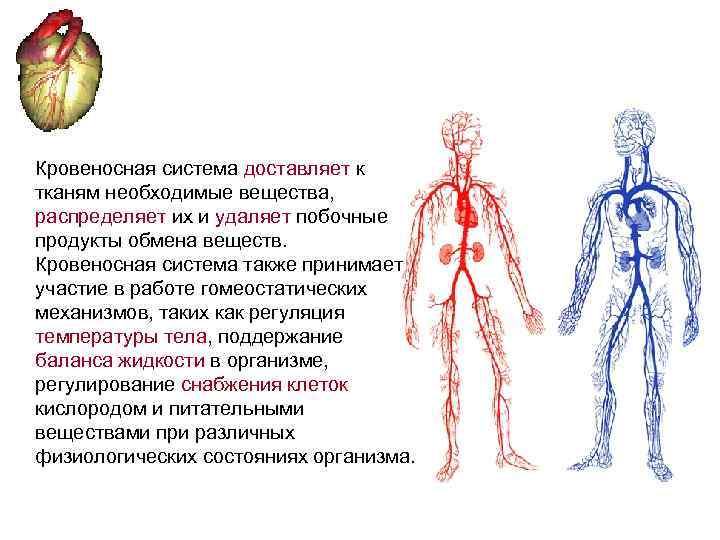 Кровеносная система доставляет к тканям необходимые вещества, распределяет их и удаляет побочные продукты обмена