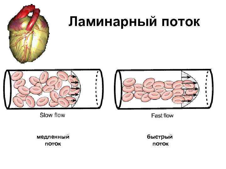 Ламинарный поток медленный поток быстрый поток 