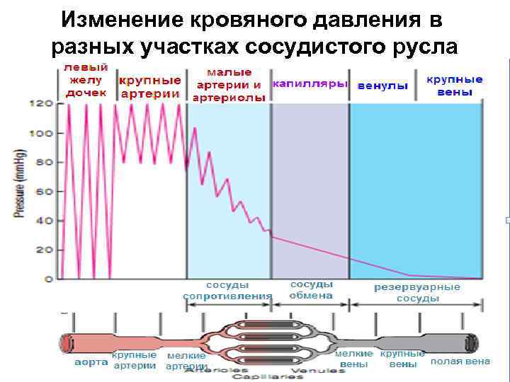 Изменение кровяного давления в разных участках сосудистого русла 