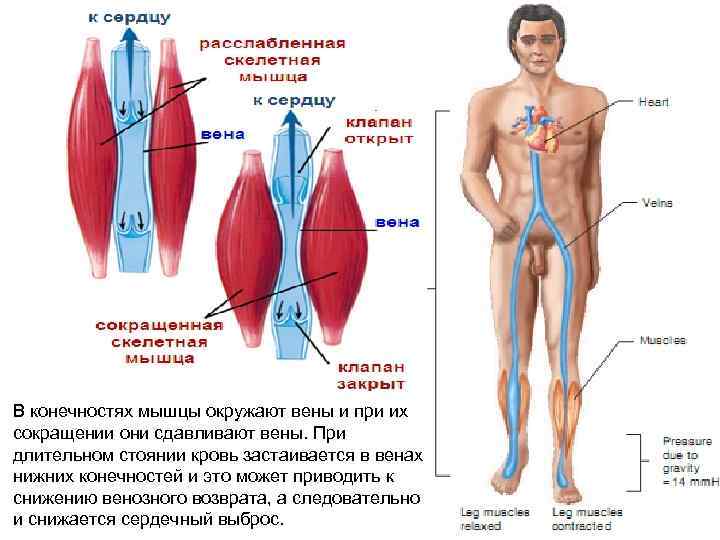 В конечностях мышцы окружают вены и при их сокращении они сдавливают вены. При длительном