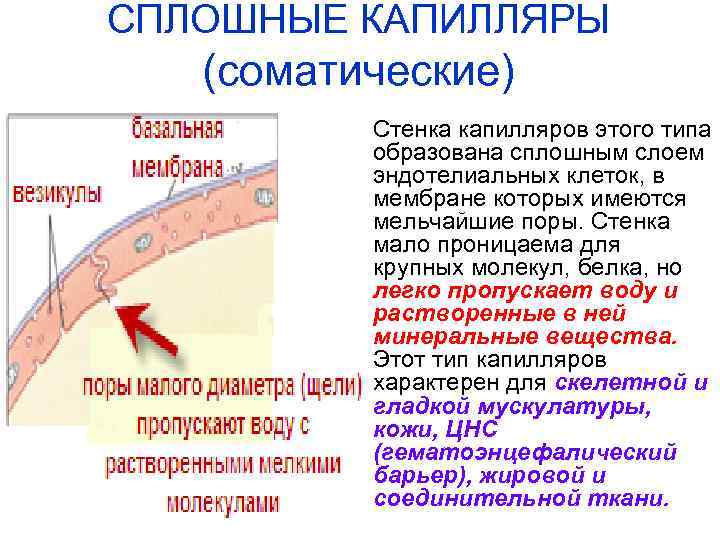 СПЛОШНЫЕ КАПИЛЛЯРЫ (соматические) Стенка капилляров этого типа образована сплошным слоем эндотелиальных клеток, в мембране