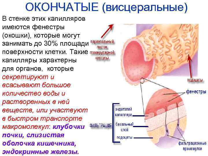 ОКОНЧАТЫЕ (висцеральные) В стенке этих капилляров имеются фенестры (окошки), которые могут занимать до 30%