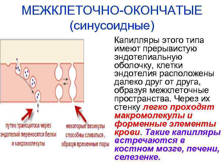 МЕЖКЛЕТОЧНО-ОКОНЧАТЫЕ (синусоидные) Капилляры этого типа имеют прерывистую эндотелиальную оболочку, клетки эндотелия расположены далеко друг