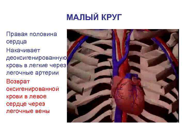 Какой цифрой на рисунке обозначены легочные капилляры по которым кровь течет к сердцу