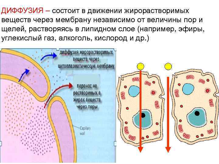 ДИФФУЗИЯ – состоит в движении жирорастворимых веществ через мембрану независимо от величины пор и