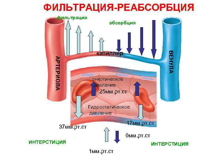 Инструкция капилляры