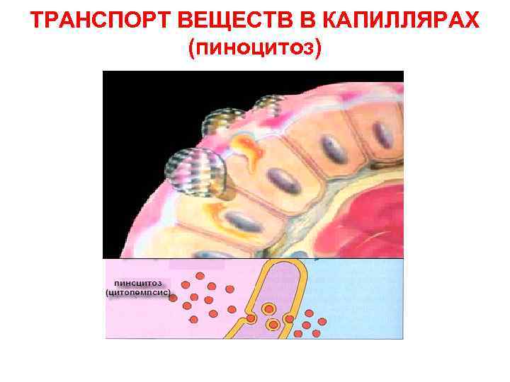 ТРАНСПОРТ ВЕЩЕСТВ В КАПИЛЛЯРАХ (пиноцитоз) 