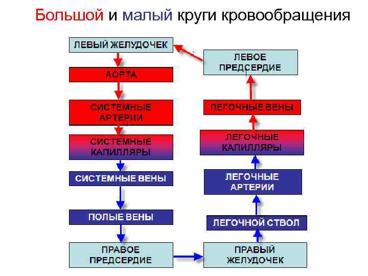 Большой и малый круги кровообращения 