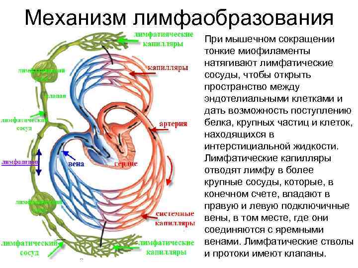 Механизм лимфаобразования • При мышечном сокращении тонкие миофиламенты натягивают лимфатические сосуды, чтобы открыть пространство