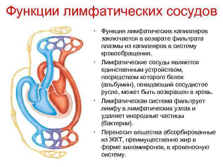 Функции лимфатических сосудов • Функция лимфатических капилляров заключается в возврате фильтрата плазмы из капилляров