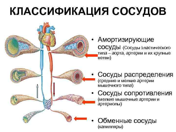 КЛАССИФИКАЦИЯ СОСУДОВ • Амортизирующие сосуды (Сосуды эластического типа – аорта, артерии и их крупные