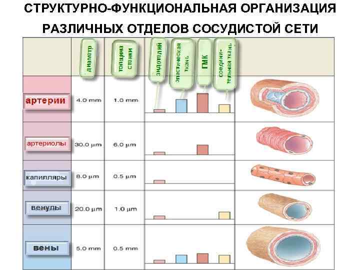 СТРУКТУРНО-ФУНКЦИОНАЛЬНАЯ ОРГАНИЗАЦИЯ РАЗЛИЧНЫХ ОТДЕЛОВ СОСУДИСТОЙ СЕТИ 