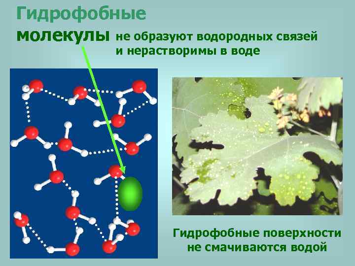 Гидрофобные молекулы не образуют водородных связей и нерастворимы в воде Гидрофобные поверхности не смачиваются