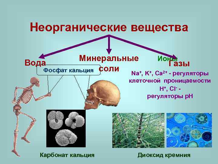 Неорганические вещества соли. Неорганический. Неорганические вещества. Неорганические вещества в природе. Нахождение неорганических веществ в природе.